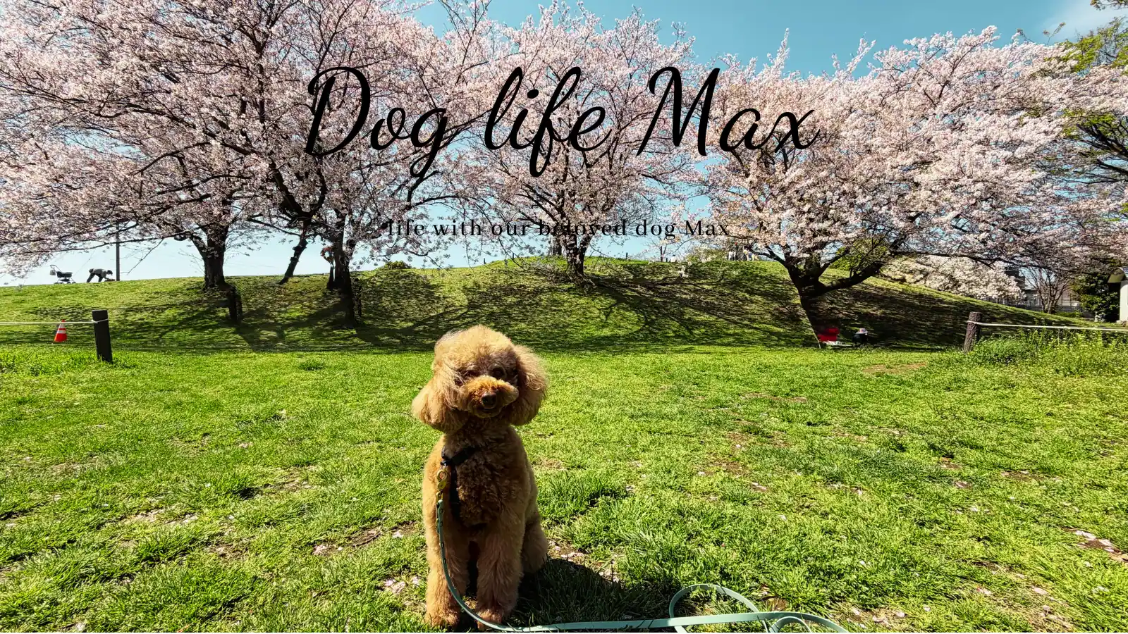 Dog Life Max – Life with our beloved dog Max