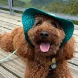 Max the toypoodle